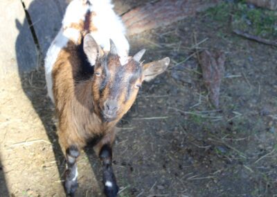 Velkopopovická Kozlovna koza